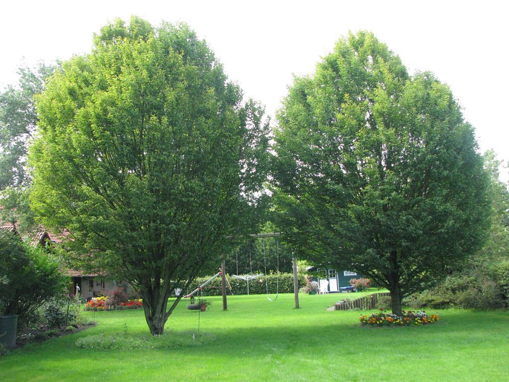Urlaubsdomizil Im Gruenen Appartement Westerstede Buitenkant foto
